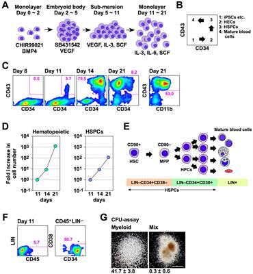 Modification of Lhx2 activity for ex vivo amplification of human iPSC-derived hematopoietic stem/progenitor cells